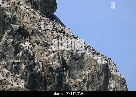 Shag Imperial (Phalacrocorax ariceps) sur les roches Shag dans l'océan Austral, près de la Géorgie du Sud, Antarctique, janvier 2024 Banque D'Images