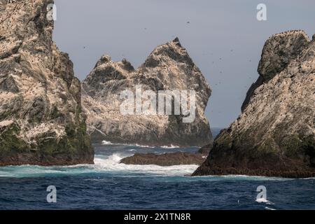 Shag Imperial (Phalacrocorax ariceps) sur les roches Shag dans l'océan Austral, près de la Géorgie du Sud, Antarctique, janvier 2024 Banque D'Images