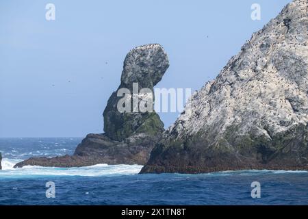 Shag Imperial (Phalacrocorax ariceps) sur les roches Shag dans l'océan Austral, près de la Géorgie du Sud, Antarctique, janvier 2024 Banque D'Images