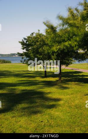 Arbres dans le parc le long du lac Banque D'Images