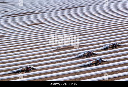 Tieplitz, Allemagne. 18 avril 2024. Les ouvriers roumains des récoltes sont en déplacement avec des araignées dites asperges dans un champ appartenant à la société agricole Mecklenburger Frische, récoltant des asperges fraîches. (Vue aérienne avec un drone) la récolte des asperges a commencé dans le Mecklembourg-Poméranie occidentale et dans de nombreux autres états fédéraux. Dans le nord-est, l'asperge blanche a été cultivée sur une superficie de 142 hectares en 2023. Avec un total de 606 tonnes, le rendement moyen était de 4,2 tonnes par hectare. Crédit : Jens Büttner/dpa/Alamy Live News Banque D'Images