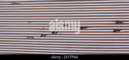 Tieplitz, Allemagne. 18 avril 2024. Les ouvriers roumains des récoltes sont en déplacement avec des araignées dites asperges dans un champ appartenant à la société agricole Mecklenburger Frische, récoltant des asperges fraîches. (Vue aérienne avec un drone) la récolte des asperges a commencé dans le Mecklembourg-Poméranie occidentale et dans de nombreux autres états fédéraux. Dans le nord-est, l'asperge blanche a été cultivée sur une superficie de 142 hectares en 2023. Avec un total de 606 tonnes, le rendement moyen était de 4,2 tonnes par hectare. Crédit : Jens Büttner/dpa/Alamy Live News Banque D'Images