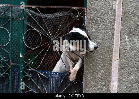 Chien blanc et noir regardant la rue à travers une clôture de fer. Animal domestique. Banque D'Images