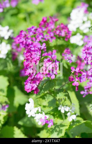 Un parterre de fleurs coloré avec un parterre de fleurs violet, rose et blanc, honnêteté annuelle (Lunaria annua) ou jardin silverleaf, Judas silverleaf, Judas Penny Banque D'Images