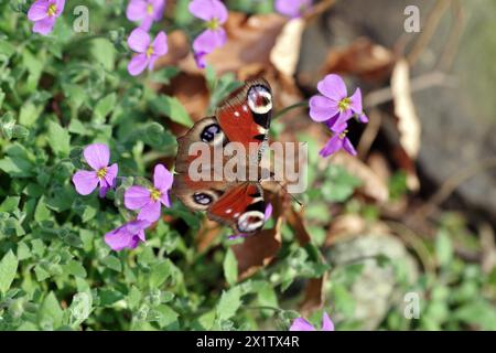 Paon européen (Aglais io), papillon, animal, ailes, coloré, fleurs, le papillon paon est assis avec des ailes déployées sur des fleurs roses Banque D'Images