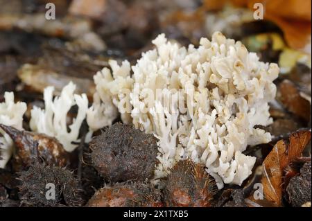 Corail en forme de peigne ou corail en peigne (Clavulina coralloides, Clavulina cristata), Rhénanie du Nord-Westphalie, Allemagne Banque D'Images