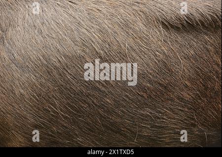 Wapitis d'Eurasie (Alces alces alces), wapitis à taureau, détail de la fourrure, captif, Allemagne Banque D'Images