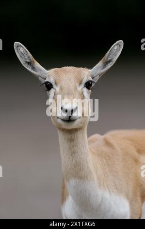 Blackbuck (Antilope cervicapra), femelle, portrait, captif, occurrence en Asie du Sud Banque D'Images