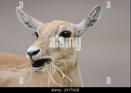 Blackbuck (Antilope cervicapra), femelle, portrait, captif, occurrence en Asie du Sud Banque D'Images