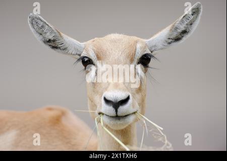 Blackbuck (Antilope cervicapra), femelle, portrait, captif, occurrence en Asie du Sud Banque D'Images