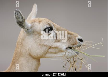 Blackbuck (Antilope cervicapra), femelle, portrait, captif, occurrence en Asie du Sud Banque D'Images