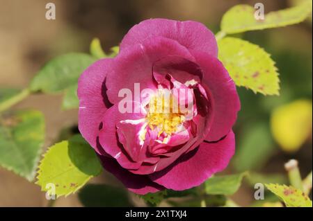 Rose de jardin 'Rhapsody in Blue' (Rosa hybrida), fleur, plante ornementale, Rhénanie du Nord-Westphalie, Allemagne Banque D'Images