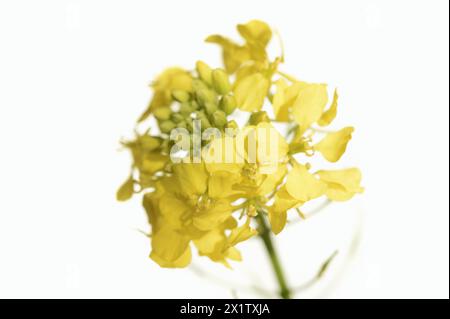 Moutarde blanche ou moutarde jaune (Sinapis alba, Brassica alba), fleurs sur fond blanc, Rhénanie du Nord-Westphalie, Allemagne Banque D'Images