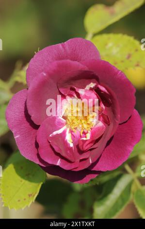 Rose de jardin 'Rhapsody in Blue' (Rosa hybrida), fleur, plante ornementale, Rhénanie du Nord-Westphalie, Allemagne Banque D'Images