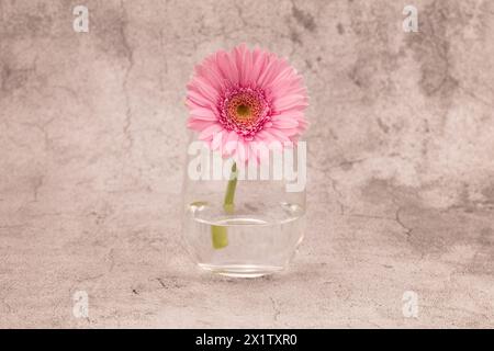 Marguerite rose Transvaal dans un verre centré sur un fond effet craie blanc et gris avec espace de copie à droite et à gauche Banque D'Images