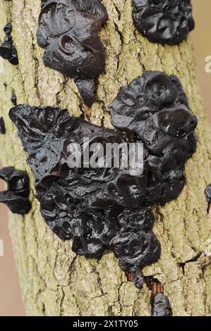 Glandulaire verruqueux ou glandulaire noir verruqueux (Exidia nigricans, Exidia plana), Rhénanie du Nord-Westphalie, Allemagne Banque D'Images