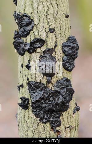 Glandulaire verruqueux ou glandulaire noir verruqueux (Exidia nigricans, Exidia plana), Rhénanie du Nord-Westphalie, Allemagne Banque D'Images