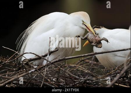 Aigrette bovine (Bubulcus ibis) avec crapaud commun capturé (Bufo bufo) dans son nid, France Banque D'Images