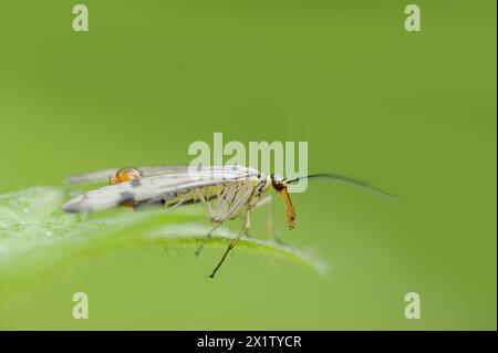 Scorpionfly commun (Panorpa communis), mâle, Rhénanie du Nord-Westphalie, Allemagne Banque D'Images