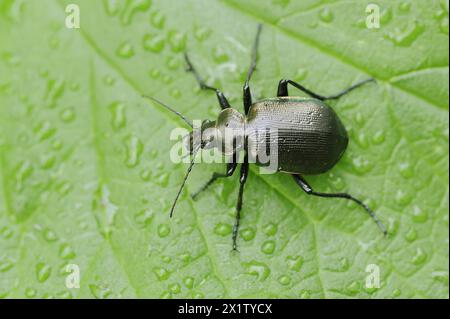 Chasseur de chenilles (Calosoma Inquisitor), Rhénanie du Nord-Westphalie, Allemagne Banque D'Images