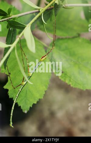Insecte bâton turquoise ou insecte bâton Peleng (Myronides sp. Peleng), femelle, captive, originaire de Sulawesi Banque D'Images