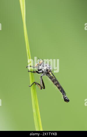 Voleur de guêle (Neoitamus cyanurus), mâle, Rhénanie-du-Nord-Westphalie, Allemagne Banque D'Images