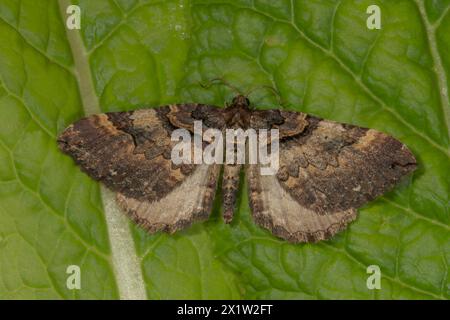 Une cicadelle rose brun-violet (Anticlea badiata) reposant sur une feuille verte, Bade-Wuertemberg, Allemagne Banque D'Images