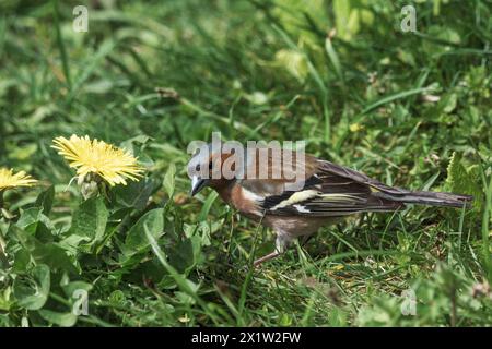 Chaffinch commun mâle (Fringilla coelebs) à la recherche de nourriture dans l'herbe à côté des fleurs de pissenlit, Bade-Wuerttemberg, Allemagne Banque D'Images