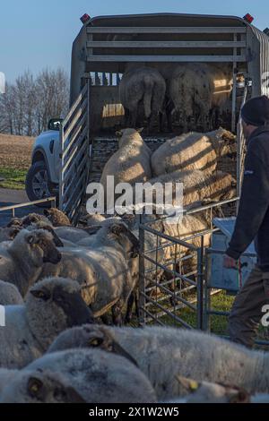 Berger chargeant des moutons domestiques à face noire (Ovis gmelini aries) dans une remorque à deux étages, Mecklembourg-Poméranie occidentale, Allemagne Banque D'Images