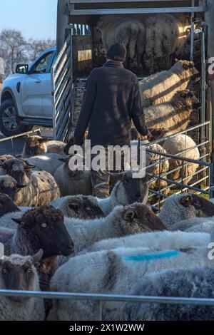 Berger chargeant des moutons domestiques à face noire (Ovis gmelini aries) dans une remorque à deux étages, Mecklembourg-Poméranie occidentale, Allemagne Banque D'Images