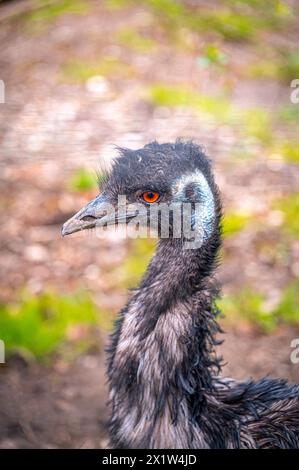 Portrait d'un oiseau émeu (Dromaius novaehollandiae) aux yeux rouges, Eisenberg, Thuringe, Allemagne Banque D'Images