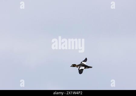 oeil d'or commun (Bucephala clangula), mâle juvénile en vol, Laanemaa, Estonie Banque D'Images