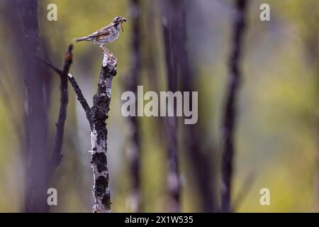 Rougeon (Turdus iliacus) avec des vers de terre dans son bec, Varanger, Finnmark, Norvège Banque D'Images