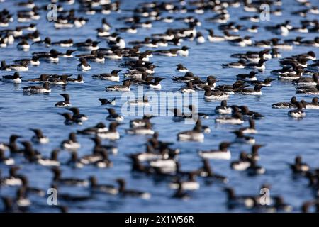 guillemot commun (Uria aalge), grande congrégation d'oiseaux nageant sur l'eau, île Hornoya, Vardo, Varanger, Finnmark, Norvège Banque D'Images