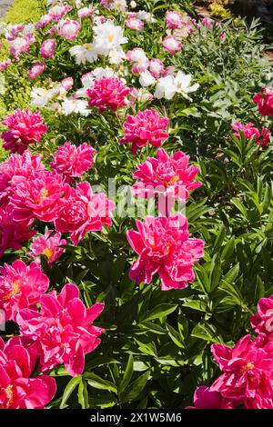 Gros plan de Paeonia herbacée pérenne rose et blanche, pivoine fleurit à la frontière à la fin du printemps, Québec, Canada Banque D'Images