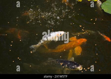 Vue de dessus et gros plan de Cyprinus carpio orange, blanc et noir, poissons koï japonais se nourrissant de granulés de nourriture sèche flottant sur la surface de l'étang en été Banque D'Images