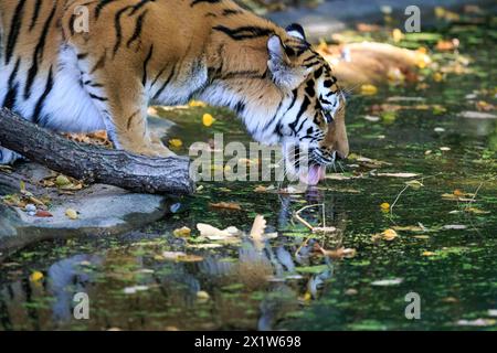 Un tigre adulte buvant de l'eau d'un étang avec des feuilles d'automne, tigre de Sibérie, tigre de l'amour, (Phantera tigris altaica), oursons Banque D'Images