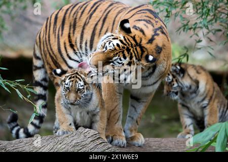 Une tigresse lèche son jeune nettoyage sur un tronc d'arbre, tigre de Sibérie, tigre de l'amour, (Phantera tigris altaica), oursons Banque D'Images