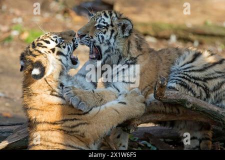 Deux oursons de tigre dans un combat ludique dans la lumière du soleil à bouche ouverte, tigre de Sibérie, tigre de l'amour, (Phantera tigris altaica), oursons Banque D'Images