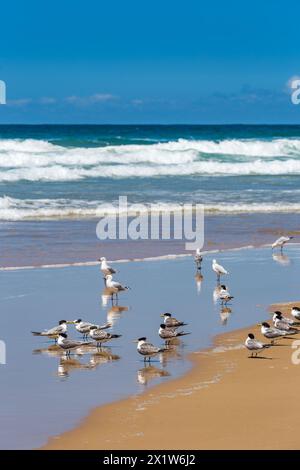 Mouettes et sternes à crête debout à Surge sur la plage de sable de Stockton Beach, Nouvelle-Galles du Sud, Australie. Banque D'Images