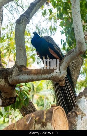 Paon mâle indien perché sur un arbre dans un jardin botanique Banque D'Images