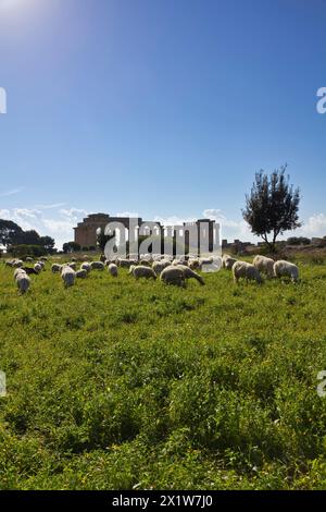 Italie, Sicile, Selinunte, un troupeau de moutons et le Temple de Héra grecque (409 b.c.) Banque D'Images