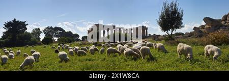 Italie, Sicile, Selinunte, un troupeau de moutons et le Temple de Héra grecque (409 b.c.) Banque D'Images