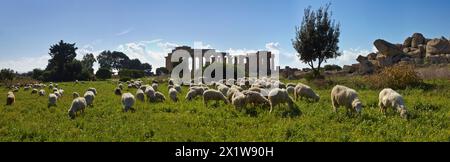 Italie, Sicile, Selinunte, un troupeau de moutons et le Temple de Héra grecque (409 b.c.) Banque D'Images