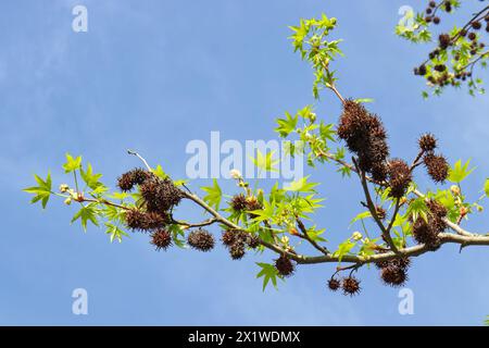 Branche de l'arbre à gomme douce américain, Liquidambar styraciflua, également connu sous le nom de storax américain ou pin noisetier avec des feuilles fraîches poussant au printemps à Banque D'Images