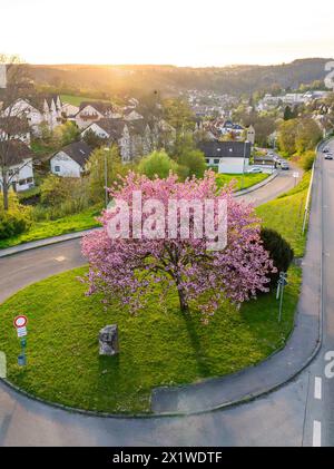 Une vue aérienne d'un arbre en fleurs au centre d'un rond-point dans un quartier résidentiel au crépuscule, printemps, Calw, Forêt Noire, Allemagne Banque D'Images