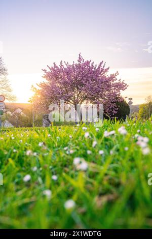 Vue en bas angle d'une prairie pleine de marguerites devant un arbre magnifiquement fleuri au coucher du soleil, printemps, Calw, Forêt Noire, Allemagne Banque D'Images