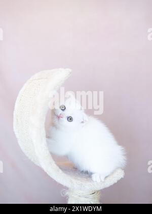 Chaton British Shorthair de couleur argentée sur fond bleu et gris Banque D'Images