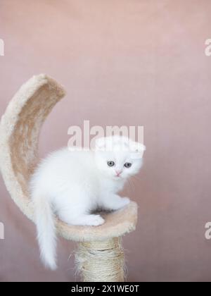 Chaton British Shorthair de couleur argentée sur fond bleu et gris Banque D'Images