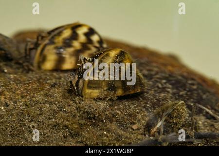 - Moule zébrée Dreissena polymorpha Banque D'Images